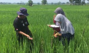 SMK PP Negeri Banjarbaru Provinsi Kalimantan Selatan Pengadaan Junior Assistant Professional
