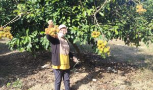 Kenalkan Sektor Pertanian, Kementan Buka Wisata Petik Buah di Lahan Sekolah