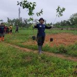 Kawal Program Revolusi Hijau Paman Birin, Pemeliharaan Tanaman Eucalyptus Pellita