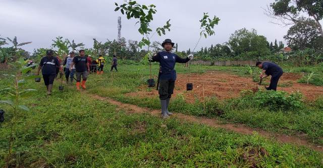 Dishut Kalsel lakukan pemeliharaan dan penyulaman tanaman Eucalyptus Pellita di Jalan Ambulung samping BP-PAUD dan DIKMAS Kalsel, Kamis (5/1/2023). (Foto: Dishut Kalsel)