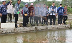 Pemberian pakan ikan di Unit Pelaksana Teknis Daerah (UPTD) Balai Benih dan Induk Ikan (BBII) Kecamatan Karang Intan, Kamis (5/1/2023) siang. (Foto: Kominfo Kabupaten Banjar)