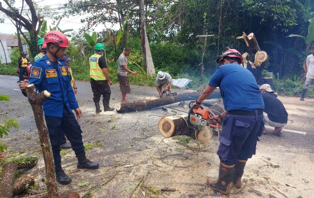 Dinas Pemadam Kebakaran dan Penyelamatan (DPKP) Kabupaten Banjar menebang pohon yang rawan roboh. (Foto: Kominfo Kabupaten Banjar/Katajari.com)