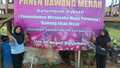 Bawang Intan Naisya, Usaha Siswi SMK-PPN Kementan Sukses Budidaya Bawang Merah