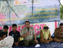 Optimalkan Lahan Rawa, Petani Muda Asal Banjar Raup Untung Jutaan dari Cabai