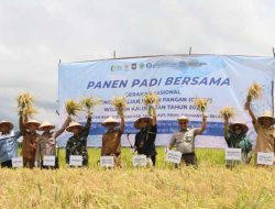 Dukung Ketahanan Pangan, Petani Tanah Laut Lakukan Panen Raya Padi Lokal