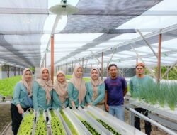 BPP Liang Anggang Sambangi Budidaya Hidroponik di Landasan Ulin Utara