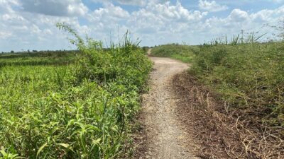 Pasca Terendam Hampir 6 Bulan, Jalan Penghubung di Desa Keramat Ditumbuhi Rumput Liar