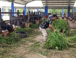 Jelang Iduladha, Pasar Hewan Karang Intan Buka Setiap Hari