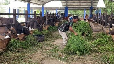 Jelang Iduladha, Pasar Hewan Karang Intan Buka Setiap Hari
