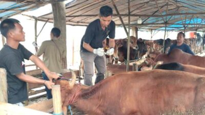 DPW Partai Nasdem Kalsel Distribusikan Hewan Kurban ke Kabupaten dan Kota