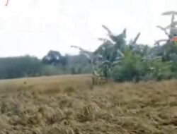 Sawah Warga Baliangin Diduga Tercemar Limbah Tambang Batu Bara