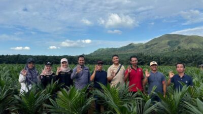 Sertifikasi Benih Kelapa Sawit di Kabupaten Tanah Laut