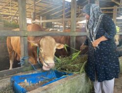 Presiden Prabowo Subianto Membeli Hewan Kurban di Martapura