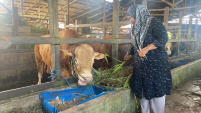 Presiden Prabowo Subianto Membeli Hewan Kurban di Martapura