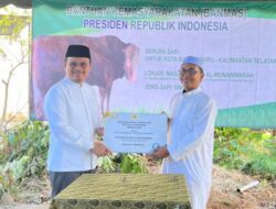 Masjid Agung Al Munawwarah Banjarbaru Menerima Bantuan Sapi Kurban Dari Presiden RI