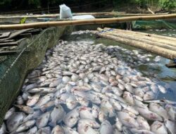 Ribuan Ekor Nila dan Bawal Mati Massal di Karang Intan