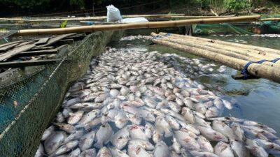 Ribuan Ekor Nila dan Bawal Mati Massal di Karang Intan