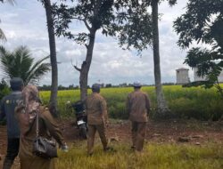 Hasil Panen Padi Kabupaten Banjar Tahun Ini Diprediksi Melimpah