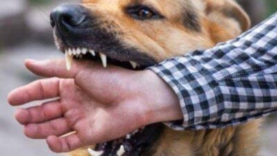 Waspada, Gigitan Hewan Sebabkan 34 Orang Terkena Rabies