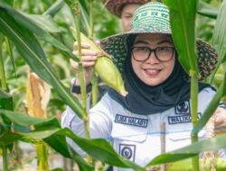 Wali Kota Lisa Halaby Panen Tanaman Cabai dan Jagung