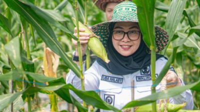 Wali Kota Lisa Halaby Panen Tanaman Cabai dan Jagung