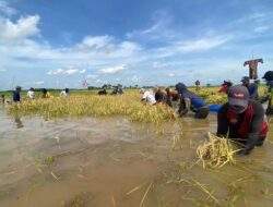 Pertanian di Kecamatan Martapura Timur Terancam Gagal Panen