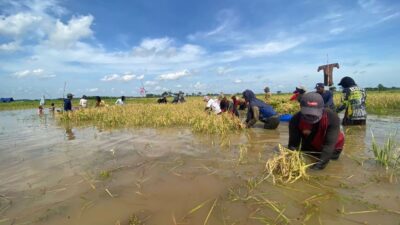 Pertanian di Kecamatan Martapura Timur Terancam Gagal Panen