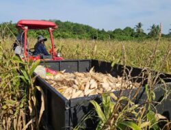 Tingkatkan Ketahanan Pangan, SMK PP Negeri Banjarbaru dan Polres Banjarbaru Panen Jagung Pipil Bersama