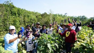 Ketahanan Pangan Daerah; Panen Perdana Komoditas Pangan dan Hortikultura di Bukit Merangkul Banjarbaru