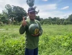 Program MBG, Berkah Bagi Para Petani