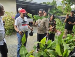 Pengawasan Peredaran Bibit Pisang Tidak Memenuhi Persyaratan Izin Edar