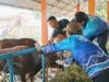 Stok Hewan Kurban Iduladha di Kabupaten Banjar Dinyatakan Sehat dan Aman