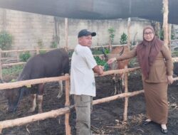 ELH Melalui Yayasan Abdul Azis Halaby Distribusi 300 ekor Sapi Kurban