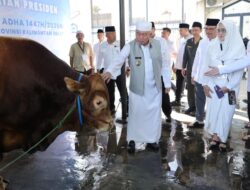 Gubernur Muhidin Serahkan Bantuan Sapi Kurban Iduladha Dari Presiden RI