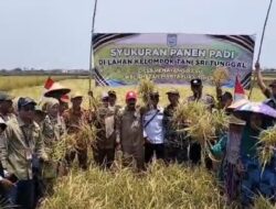 Panen Padi di Tengah Kemarau Panjang di Desa Pematang Baru